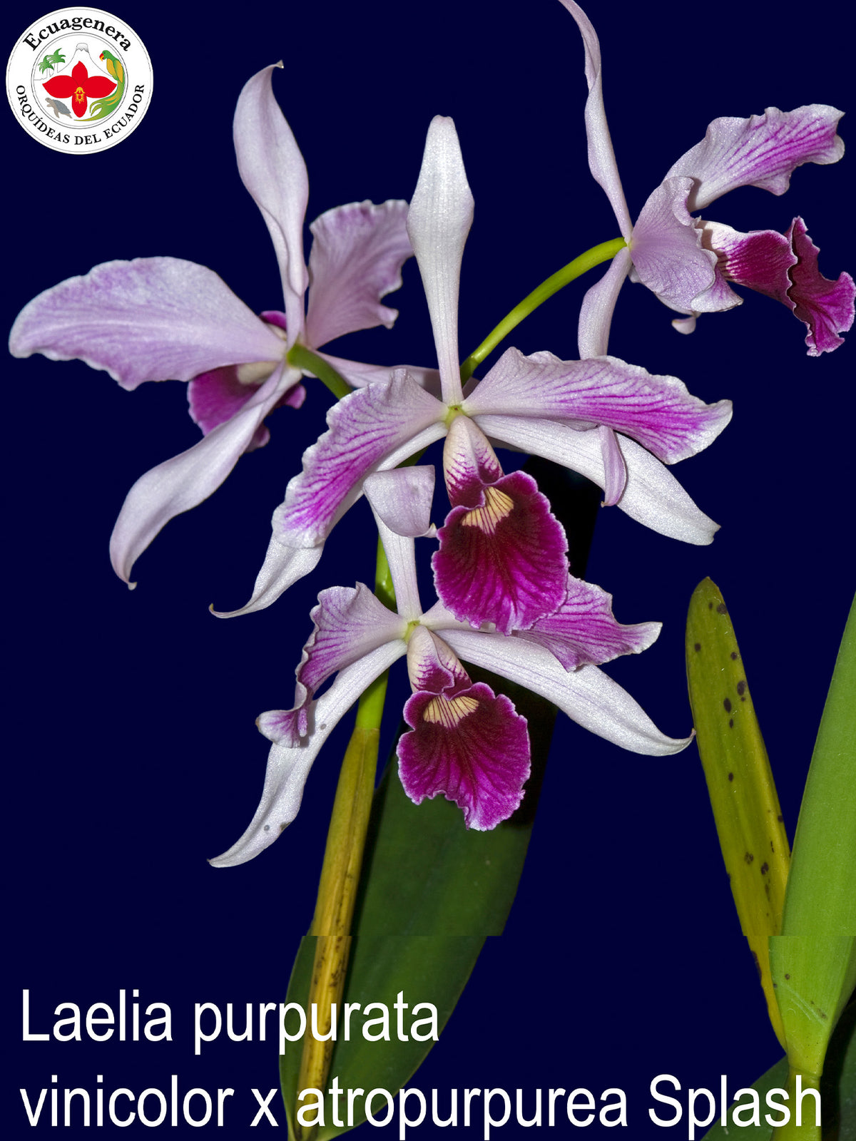 Laelia Purpurata Var Vinicolor X Atropurpurea Splash — Ecuagenera ...