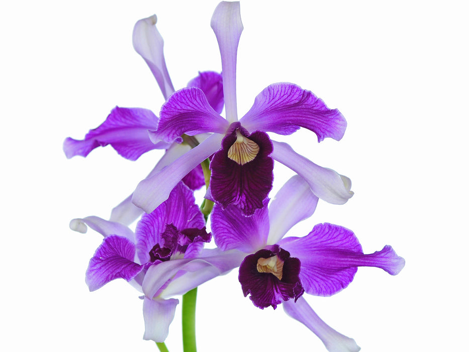 Laelia purpurata var. atropurpurea