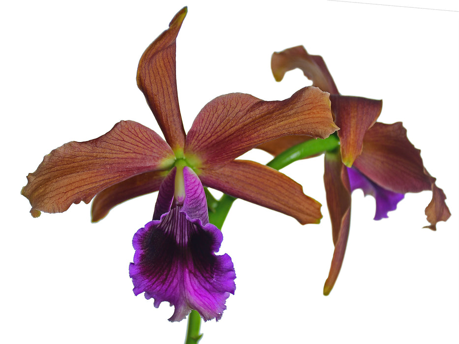 Laelia tenebrosa