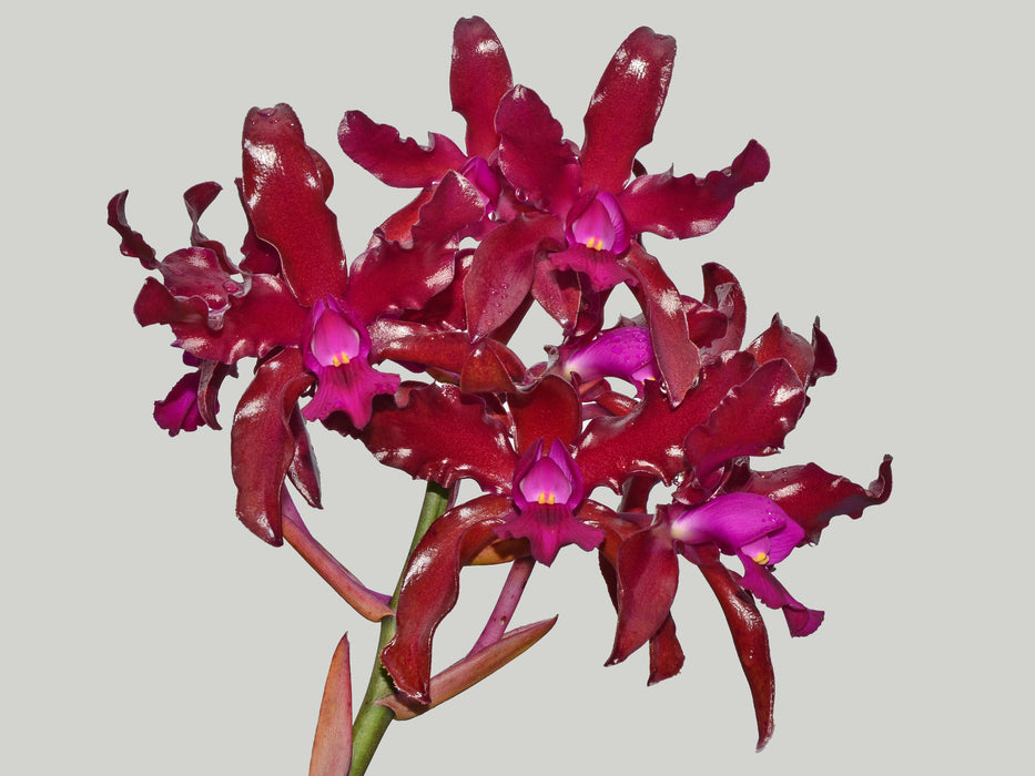 Laeliocattleya Mi Morena