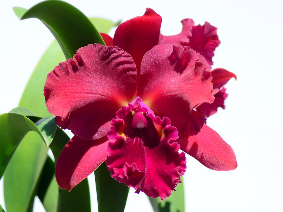 Cattleya Felicia