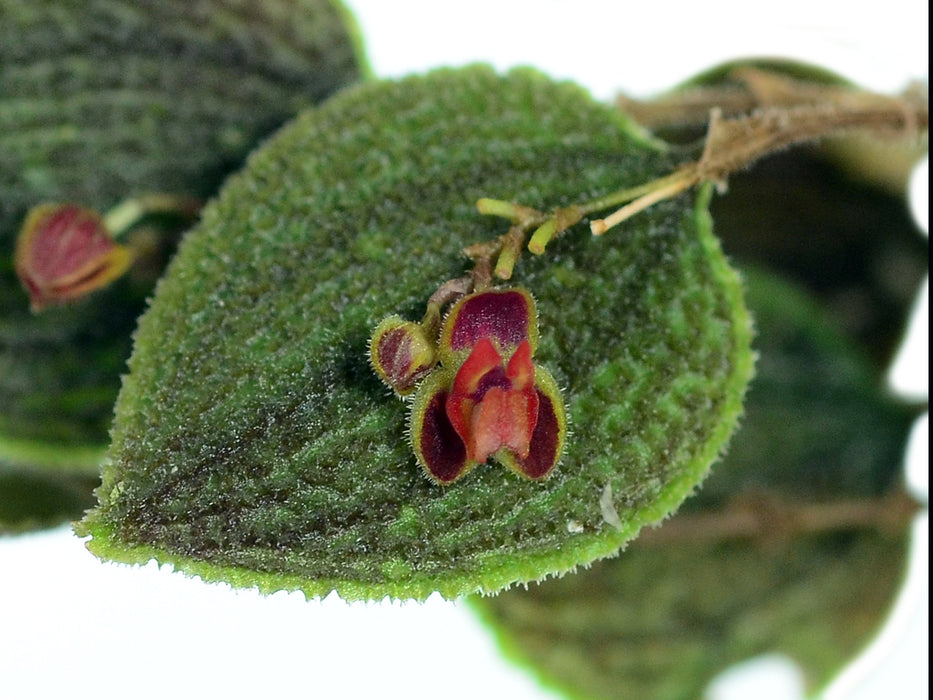 Lepanthes aculeata