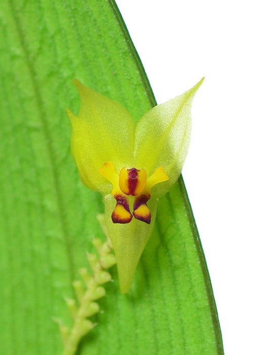 Lepanthes auriculata