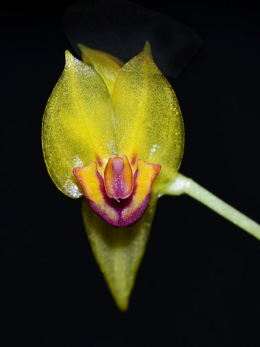 Lepanthes calliope