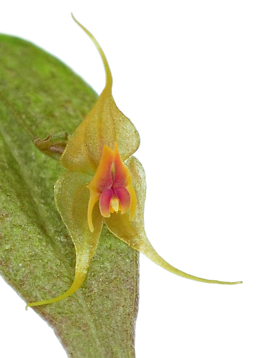 Lepanthes calocerca