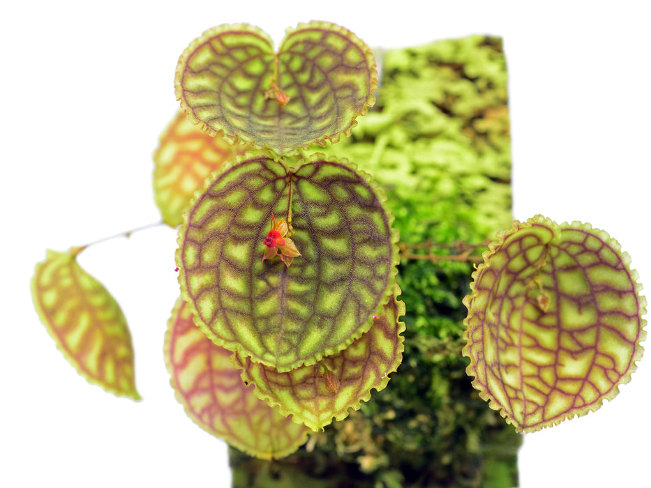 Lepanthes calodictyon