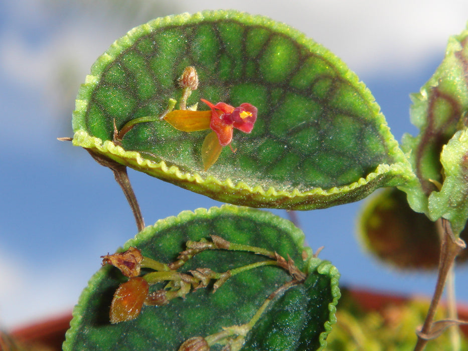 Lepanthes calodictyon