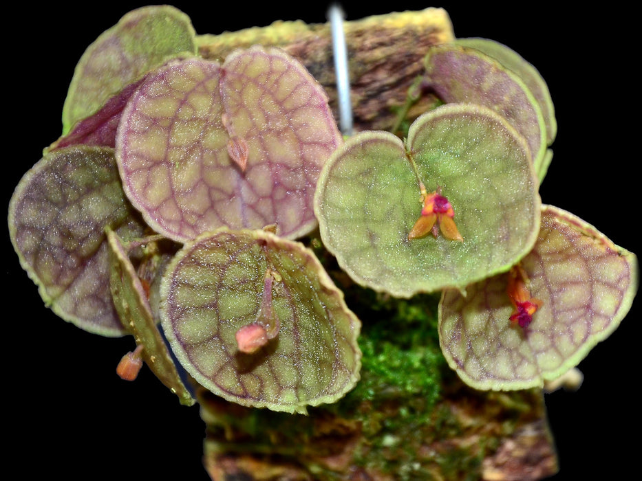 Lepanthes calodictyon x Lths. tentaculata