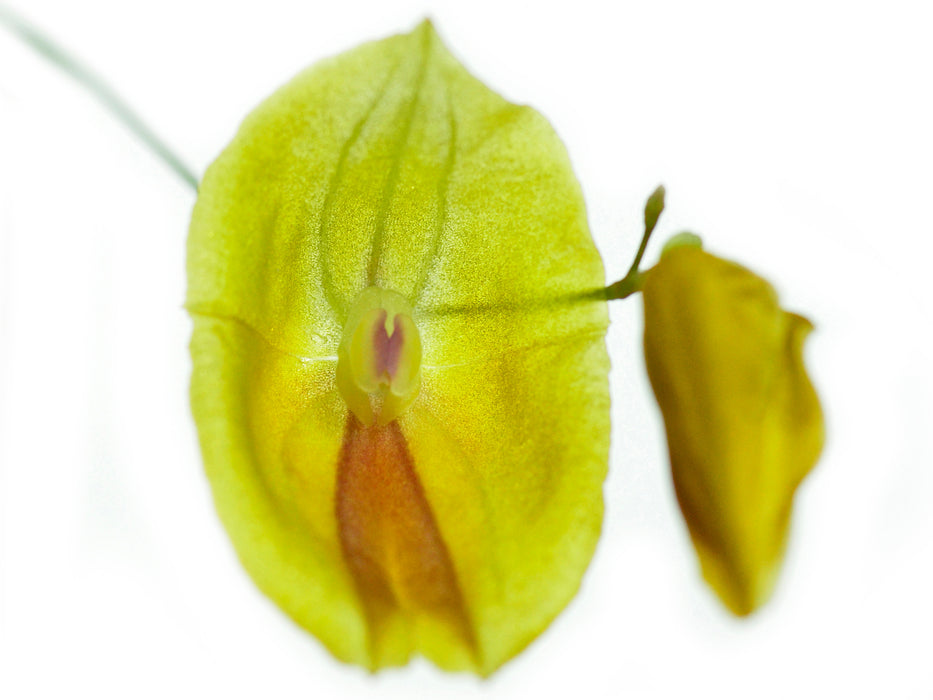 Lepanthes escobariana