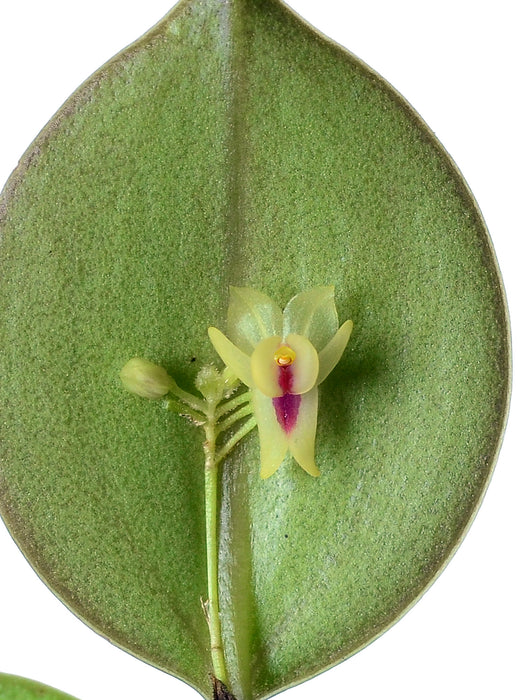 Lepanthes estrellensis