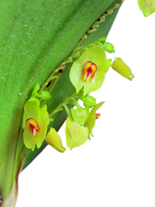 Lepanthes gargantua