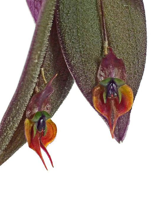 Lepanthes gargoyla