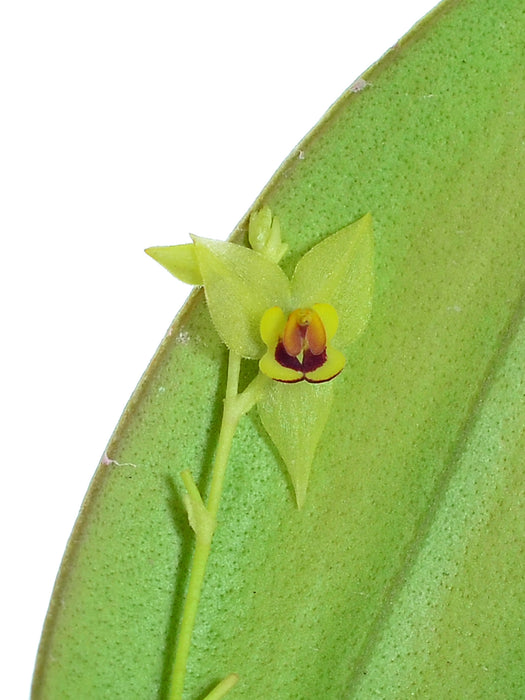 Lepanthes gemina