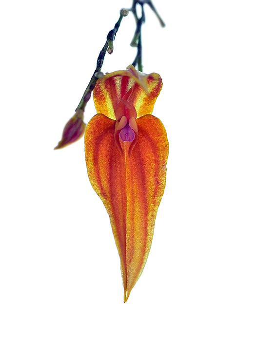 Lepanthes genetoapophantica