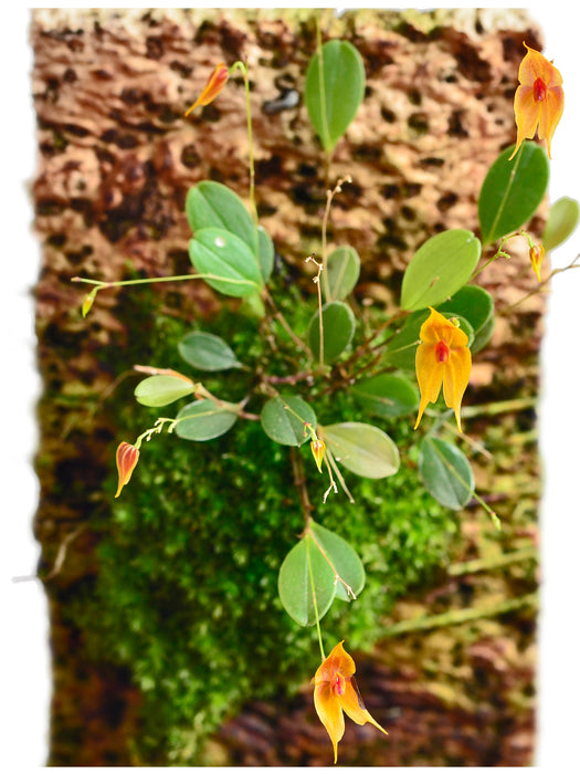 Lepanthes guatemalensis