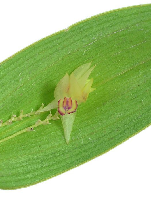 Lepanthes imitator