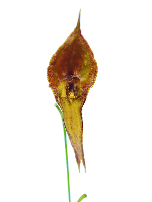 Lepanthes inaequisepala