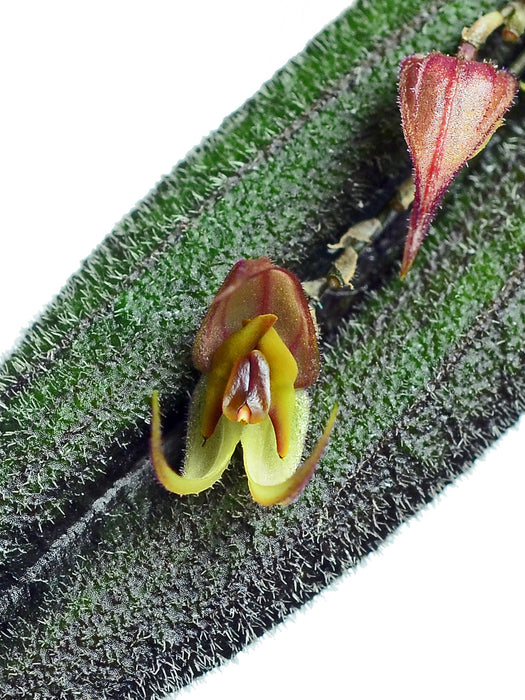 Lepanthes melpomene