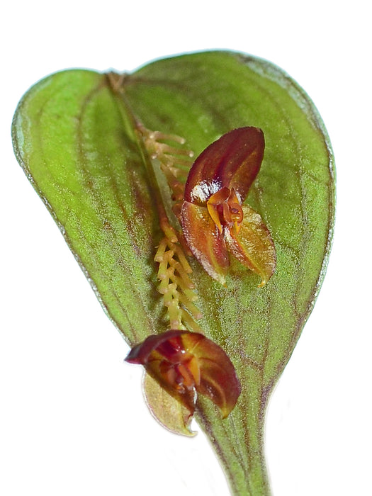 Lepanthes nephridia