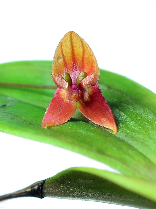 Lepanthes niesseniae