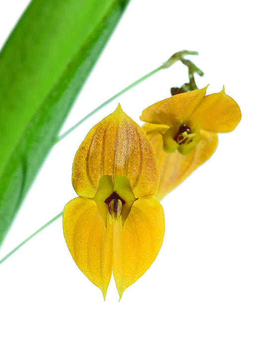 Lepanthes ophelma