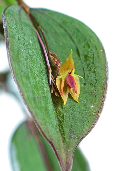 Lepanthes ortegae