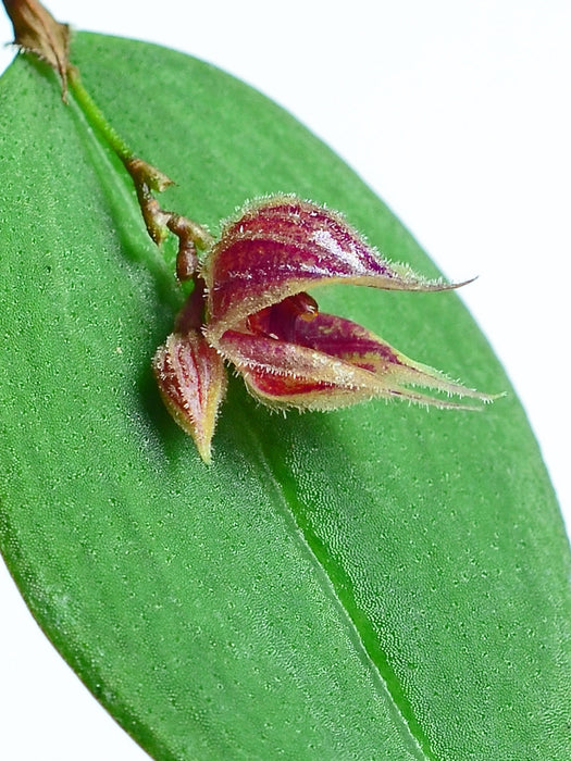 Lepanthes pelvis