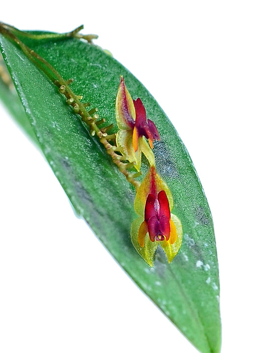 Lepanthes regularis