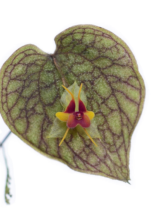 Lepanthes saltatrix