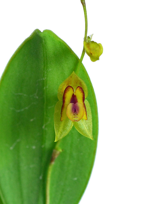 Lepanthes scansor