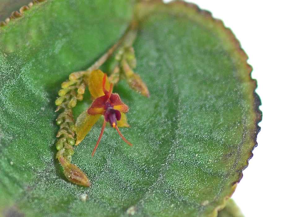 Lepanthes tentaculata