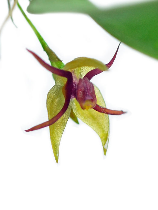 Lepanthes teretipetala