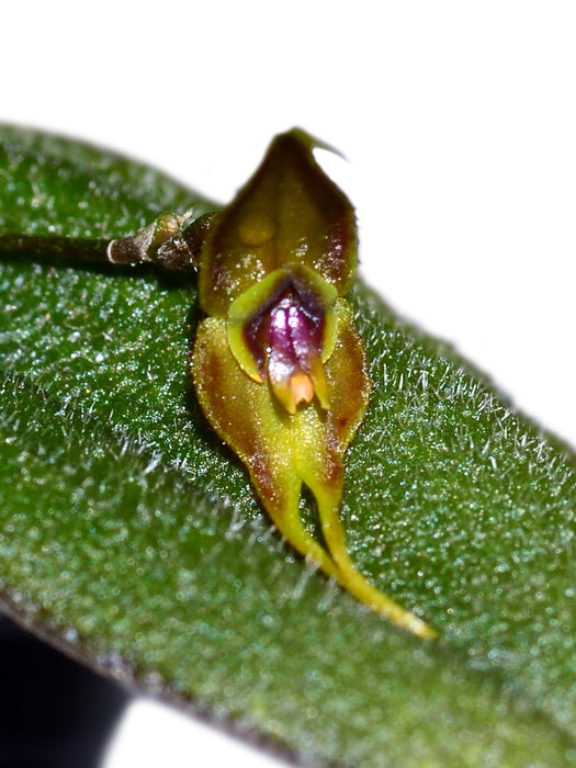 Lepanthes terpsichore