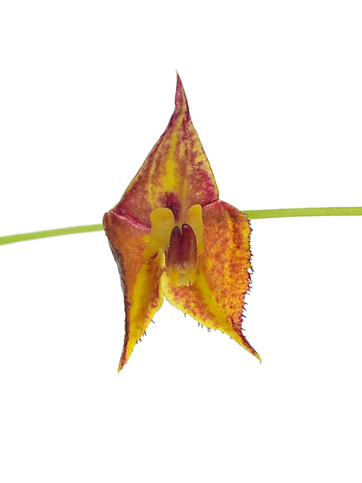 Lepanthes thysanota