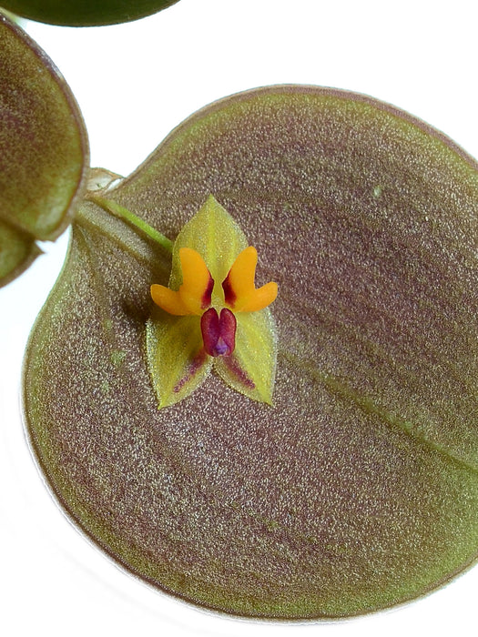 Lepanthes uxoria