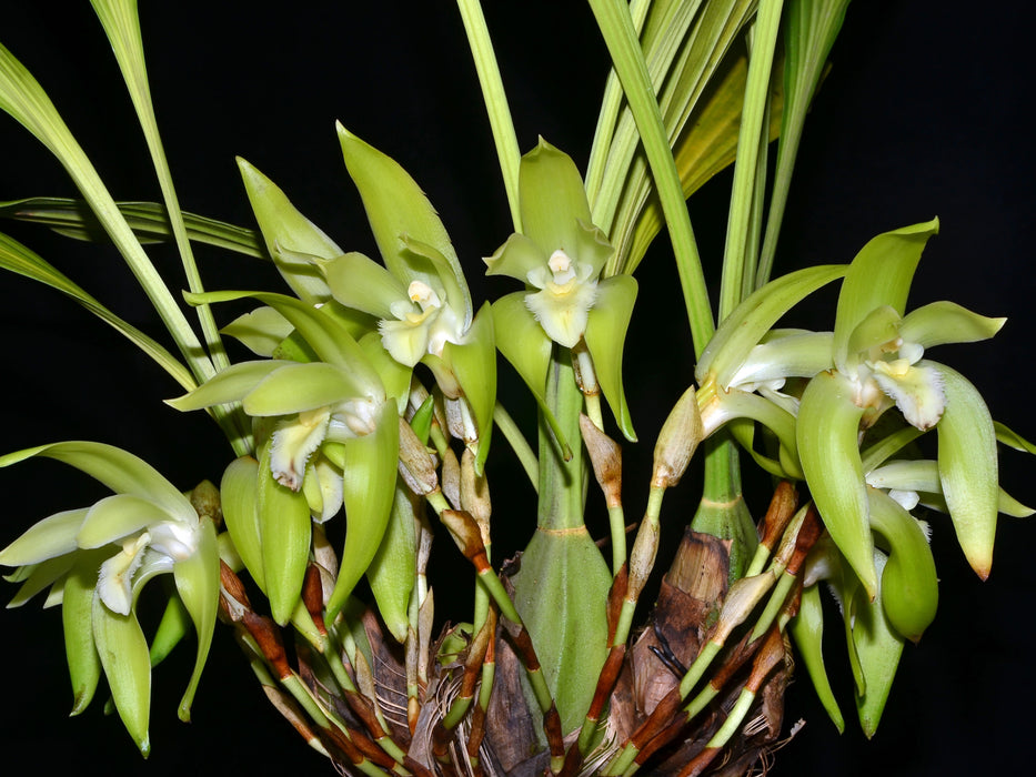 Lycaste fimbriata