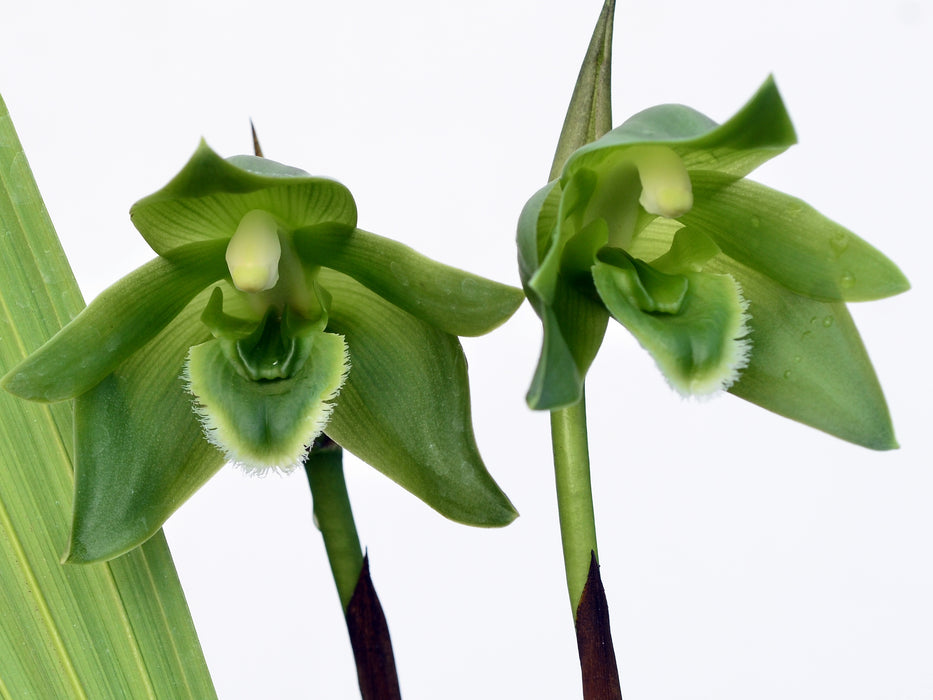 Lycaste locusta