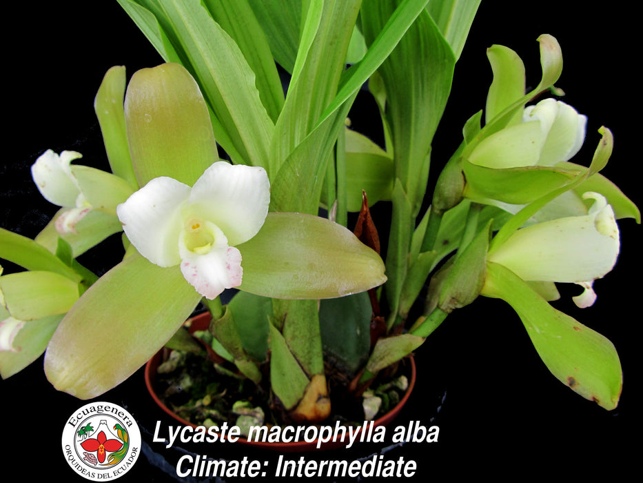 Lycaste macrophylla alba