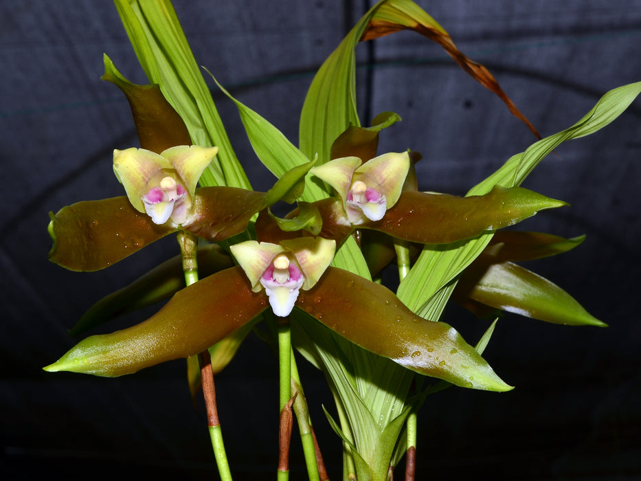 Lycaste schilleriana pincelada