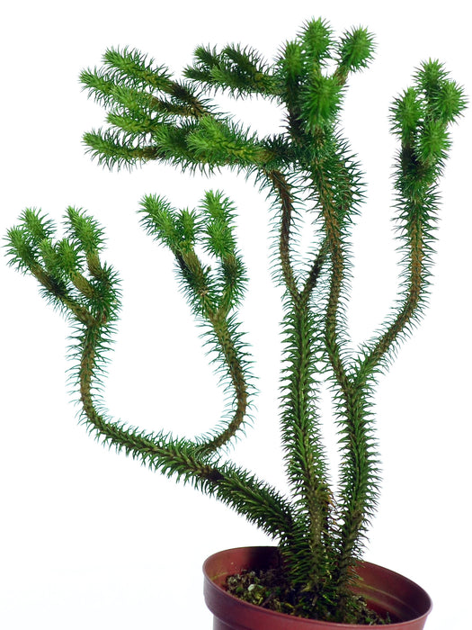 Lycopodium lucidulum