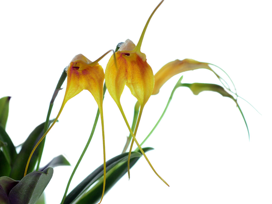 Masdevallia Aidita Tosi