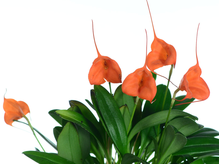 Masdevallia Ann Jesup 'Margarite'