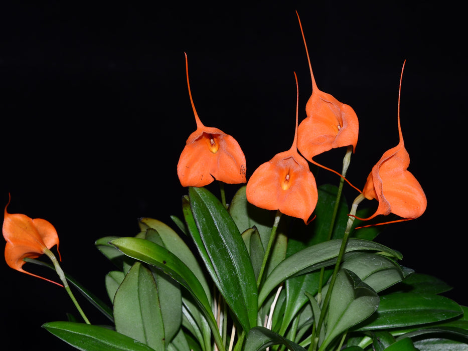 Masdevallia Ann Jesup 'Margarite'