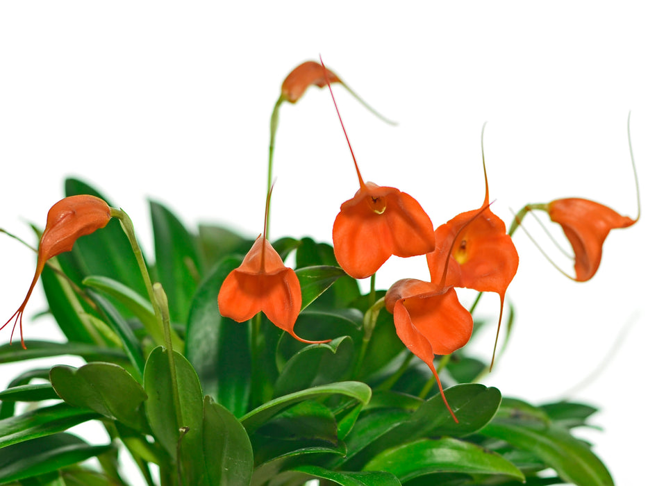 Masdevallia Ann Jesup 'Margarite'