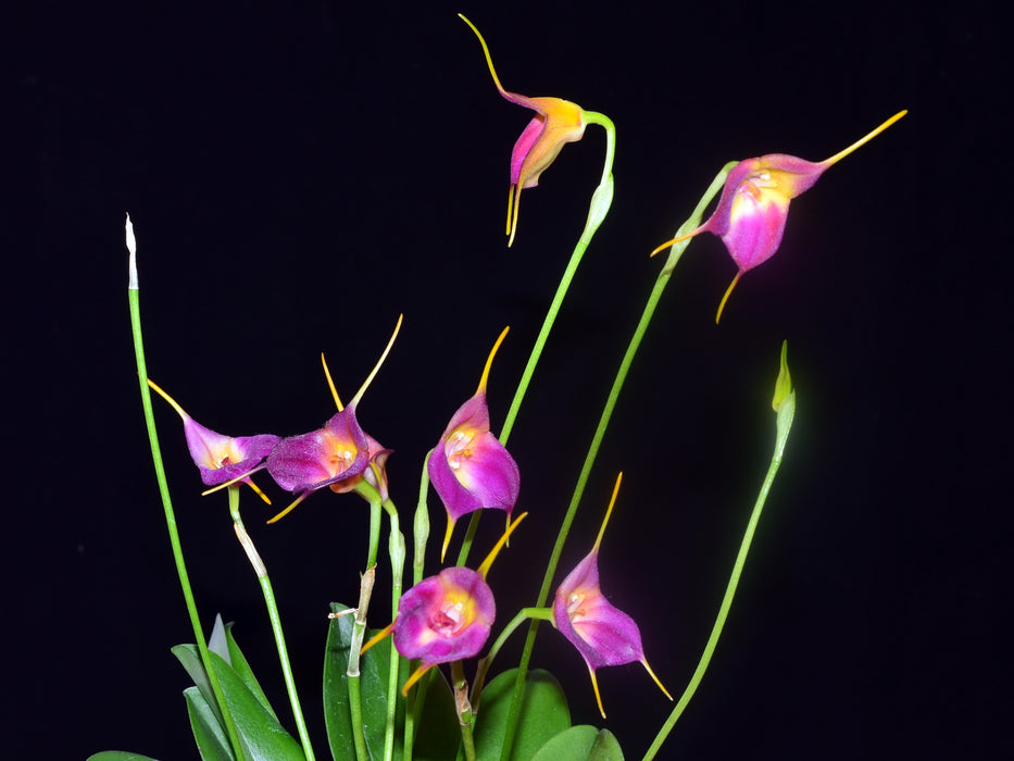 Masdevallia Anne Crothers