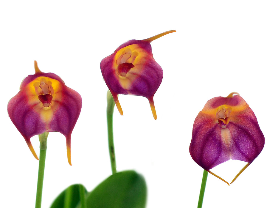 Masdevallia Anne Crothers