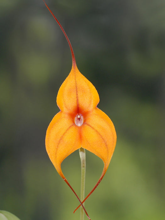 Masdevallia Billion-Nims