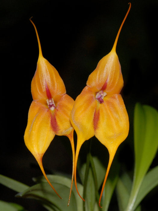 Masdevallia Don Cuni