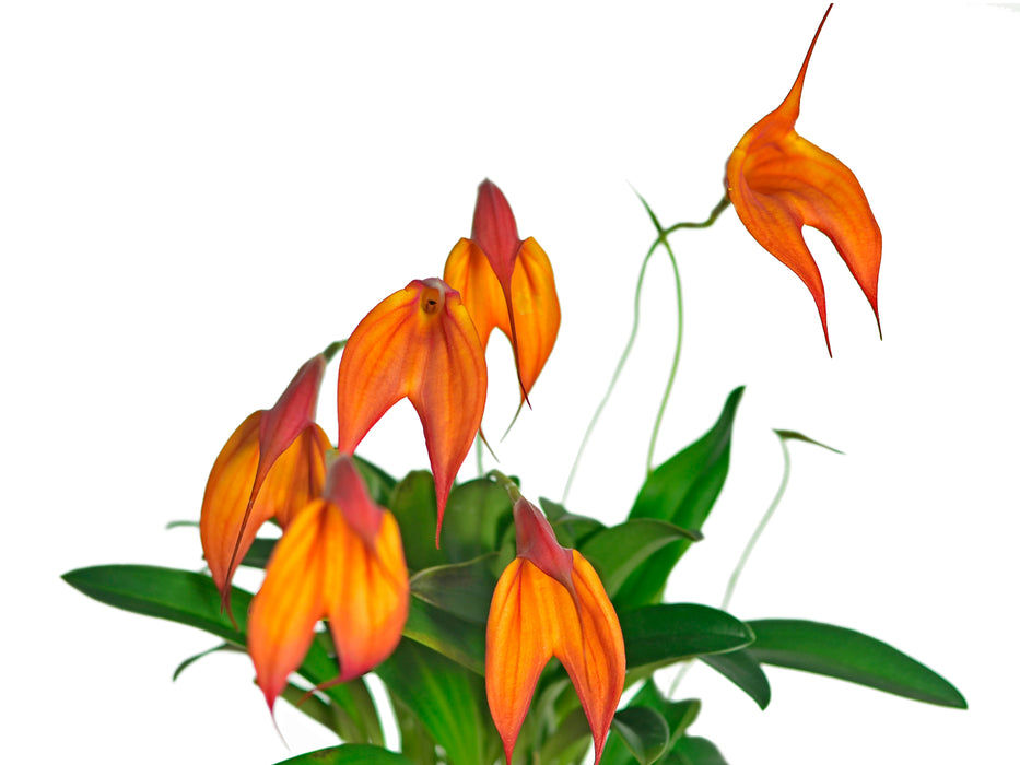 Masdevallia Falcata