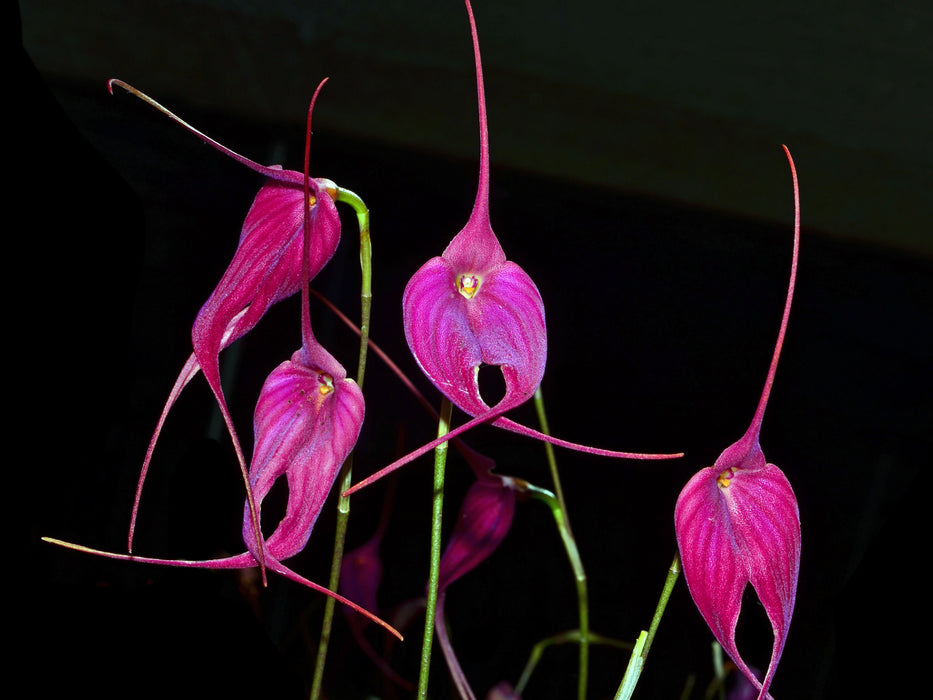 Masdevallia Machu Picchu